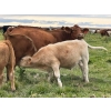 Image 12 : Holst Farms Ltd. - 700# October Delivery Steer Calves - 88 Head (Hays, AB)