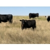 Image 13 : Rommens Farm Ltd. - 525# October Delivery Heifer Calves - 80 Head (Brooks, AB)