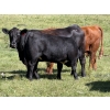 Image 5 : Rafter 17 Ranching  - 830# October Delivery Steer Calves - 150 Head (Eckville, AB) VBP+