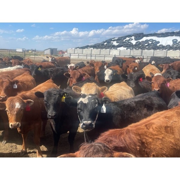 Aart Beekman - 930# May Delivery Heifers - 200 Head (Coaldale, AB)