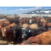 Image 1 : Aart Beekman - 930# May Delivery Heifers - 200 Head (Coaldale, AB)