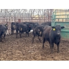 Image 10 : Wade Fewings - 850# April Delivery Steers - 70 Head (Pierson, MB) VBP+
