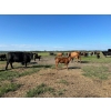 Image 6 : North West Cattle Company - 460# September Delivery Steer Calves - 110 Head (Woking, AB)