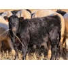 Image 11 : Copperfield Farming - 710# February Delivery Steers - 90 Head (Vauxhall, AB)