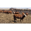 Image 4 : Cattlewood Farms Ltd. - 750# May Delivery Heifers - 100 Head (Swalwell, AB)