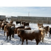 Image 4 : X Bar X Cattle Co. Ltd. - 971# March/April Delivery Steers - 64 Head (Lomond, AB)
