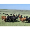 Image 6 : Twin Bridges Ranch - 800# August Delivery Grass Heifers - 160 Head (Maple Creek, SK)