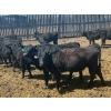 Image 6 : Clay Ridge Stock Farms Inc. - 625# May Delivery Heifers - 56 Head (Fairlight, SK)