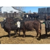 Image 7 : Clay Ridge Stock Farms Inc. - 625# May Delivery Heifers - 56 Head (Fairlight, SK)