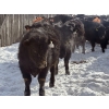 Image 3 : BN Ranch - 685# March Delivery Steers - 95 Head (Boyle, AB)