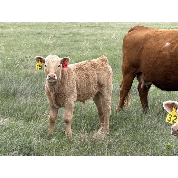 Saddleridge Farming - 640# November Delivery Steers - 100 Head (Rosemary, AB)