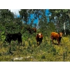 Image 4 : Burkholder Ranch - 525# October Delivery Steer Calves - 110 Head (Burns Lake, BC)