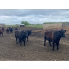 Image 6 : Ardell Forth - 1000# September Delivery Grass Steers - 62 Head (Wetaskiwin, AB)