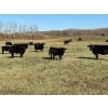 Image 3 : Moore Ranching - 600# November Delivery Steer Calves - 300 Head (Loon Lake, SK)