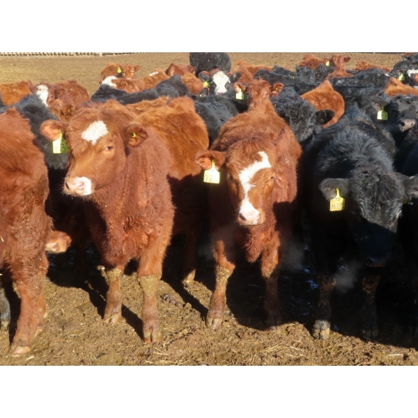 Hebert Livestock Ventures - 635# February Delivery Steers - 100 Head (Wawota, SK) VBP+