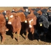 Image 1 : Hebert Livestock Ventures - 635# February Delivery Steers - 100 Head (Wawota, SK) VBP+