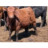 Image 8 : Leon Torkelson - 650# May Delivery Steers - 90 Head (Millicent, AB)