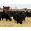 Image 3 : Michael Jennings - 700# April Delivery Bulls - 88 Head (Condor, AB)