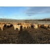 Image 3 : Reilly Lake Ranching - 925# February Weaned Steers - 200 Head (Lloydminster, AB)