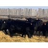 Image 4 : CC Farming Company - 680# January Delivery Heifers - 68 Head (Cayley, AB)