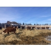 Image 2 : Merrick & Donald Campbell - 26 RWF/BWF April/May Calving Bred Heifers (Calahoo, AB)