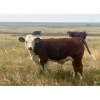 Image 20 : Blaine & Sue Hudec - 615# November Delivery Steer Calves - 80 Head (Jenner, AB)