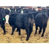 Image 4 : G & B Farms - 740# March Delivery Steers - 79 Head (Deloraine, MB) VBP+