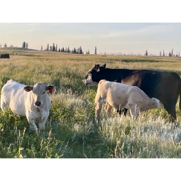 Travis Nicholson & Terry Johnson - 620# October Delivery Steer Calves - 75 Head (Carbon, AB)