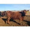 Image 9 : Van Hall Cattle Co. - 925# April Delivery Steers - 192 Head (Scandia, AB)
