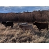 Image 2 : Mark & Cara Haywood-Farmer - 525# October Delivery Heifer Calves - 100 Head (Kamloops, BC)
