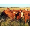 Image 17 : Taylor Enterprises Inc. - 900# September Delivery Grass Heifers - 134 Head (Wawota, SK)