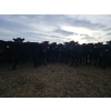 Image 9 : Monette Farms - 800# January Weaned Steers - 235 Head (Airdrie, AB)