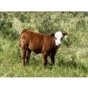 Image 4 : B & B Livestock - 550# October Delivery Steer Calves - 90 Head (Spruce View, AB)