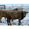 Image 2 : Crooked Creek Farms - 4 Charolais X Cows (Pen 522)