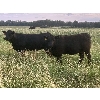 Image 2 : Marcinek Cattle Company - 840# August Grass Heifers - 75 Head (Condor, AB)