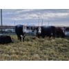 Image 3 : YV Ranch - 3 Hereford Heifers (Pen 519)