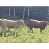 Image 3 : Lowe Ranches - 775# Weaned Steers - 100 Head (Nanton, AB)