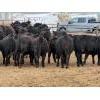 Image 11 : Peake Livestock Inc. - 750# April Delivery Heifers - 80 Head (Roblin, MB)