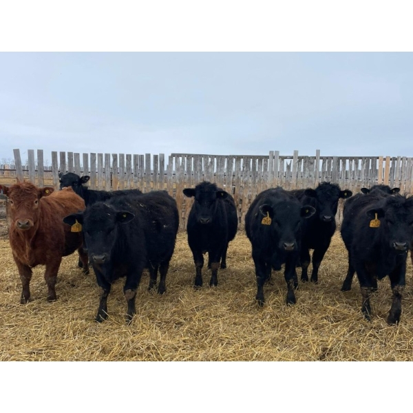 Tee Two Land & Cattle Co. - 630# April Delivery Heifers - 190 Head (Kelliher, SK) VBP+