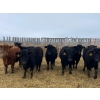 Image 1 : Tee Two Land & Cattle Co. - 630# April Delivery Heifers - 190 Head (Kelliher, SK) VBP+