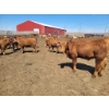 Image 3 : Cattlewood Farms Ltd. - 690# May Delivery Steers - 90 Head (Stirling, AB)