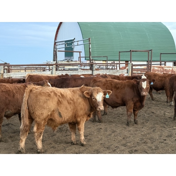 Don & Betty Petersen - 825# November Delivery Steer Calves - 55 Head (Sundre, AB)