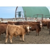 Image 1 : Don & Betty Petersen - 825# November Delivery Steer Calves - 55 Head (Sundre, AB)