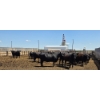 Image 6 : M.S. MacLean Livestock - 1550# Cows - 27 Head (Coaldale, AB)