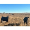 Image 6 : Dalrymple Enterprises Ltd. - 600# October Heifer Calves - 105 Head (Elie, MB)