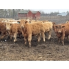 Image 5 : Hawks Haven Ranch - 840# April Delivery Heifers - 75 Head (Compeer, AB)