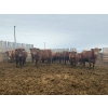Image 3 : Breault Ranching Ltd. - 585# May Delivery Steers - 48 Head (Ste. Rose, MB) VBP+