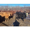 Image 9 : Turtleview Livestock - 750# February Delivery Steers - 81 Head (Goodlands, MB) VBP+
