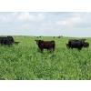 Image 3 : Cluny Colony - 640# October Delivery Steer Calves - 70 Head (Cluny, AB)