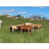Image 12 : Lazy T Ranch - 1025# August Delivery Grass Heifers - 240 Head (Indian Head, SK) 